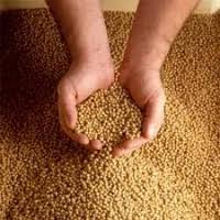 Grãos destinados à produção de biocombustível